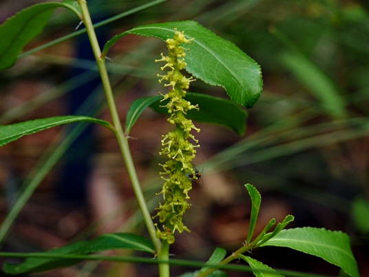 {Stillingia sylvatica}